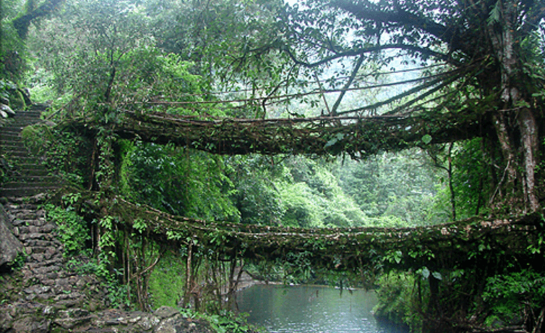 Umshiang Double Decker Living Root Bridge in Meghalaya