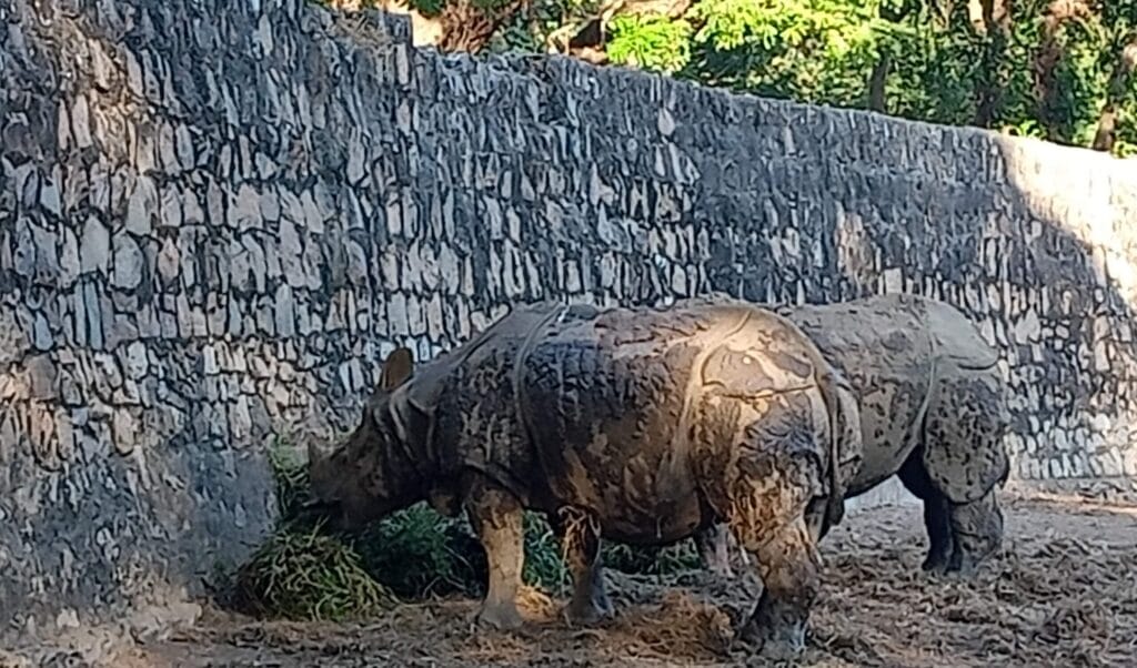 One Horned Rhino in Assam