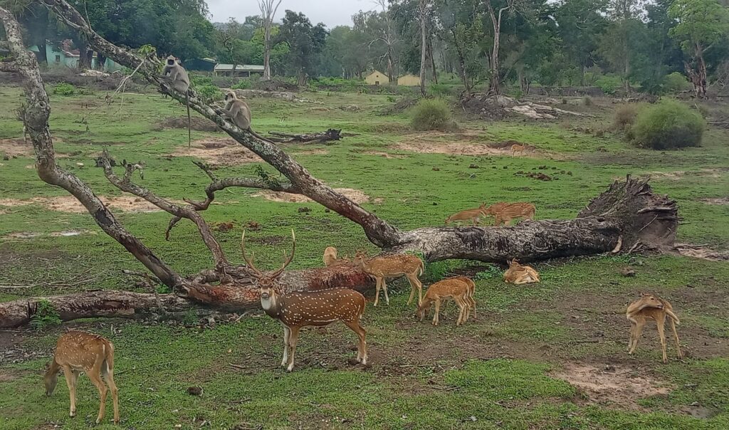 Spotted Deer Herd at Bandipur Safari