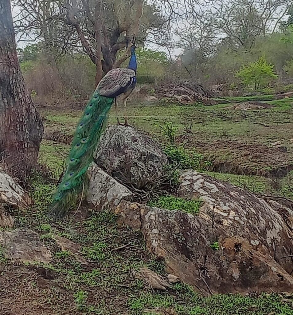 Bandipur Safari Peacock Spotting