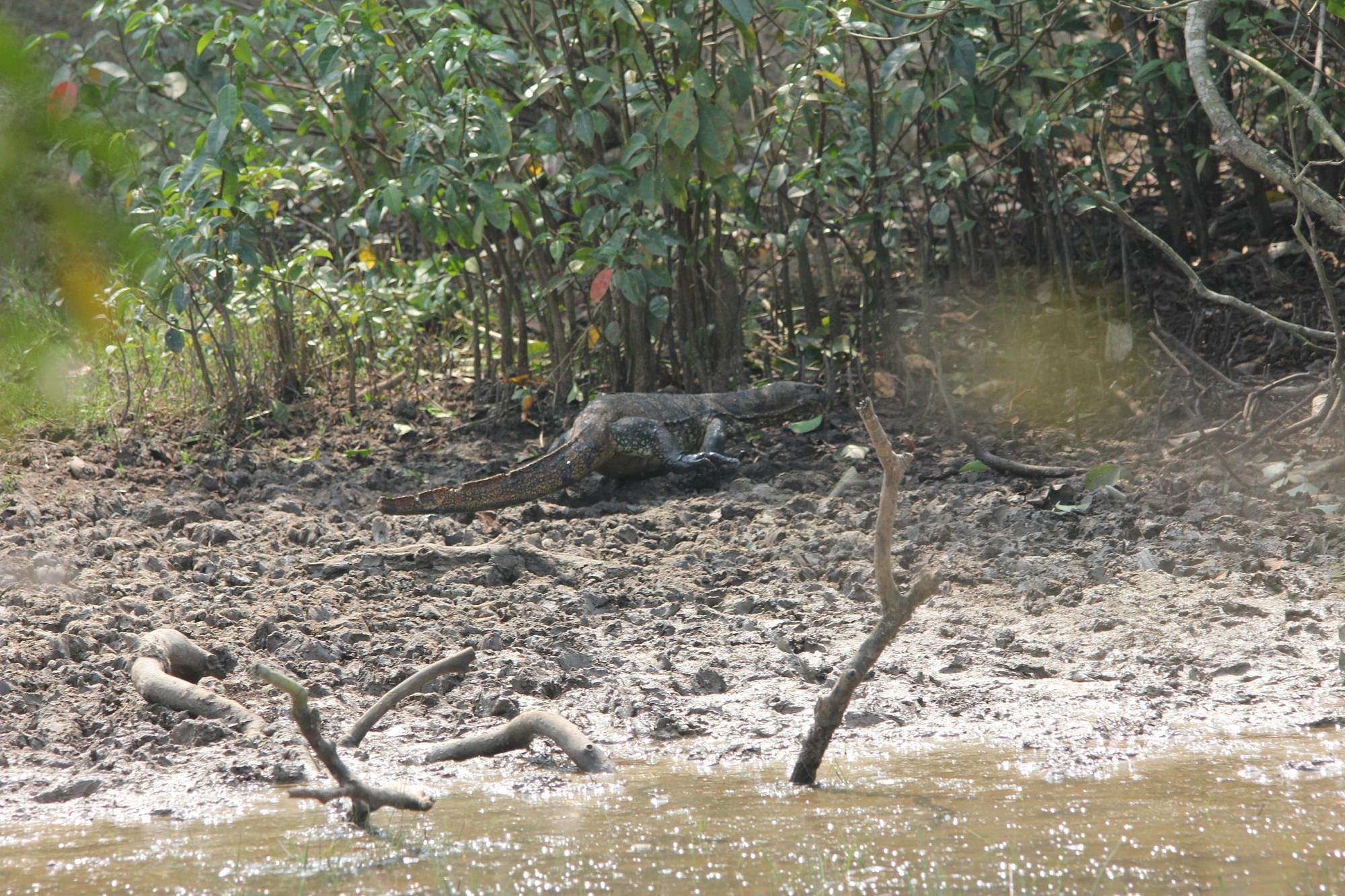 Bhitarkanika Wildlife Sanctuary