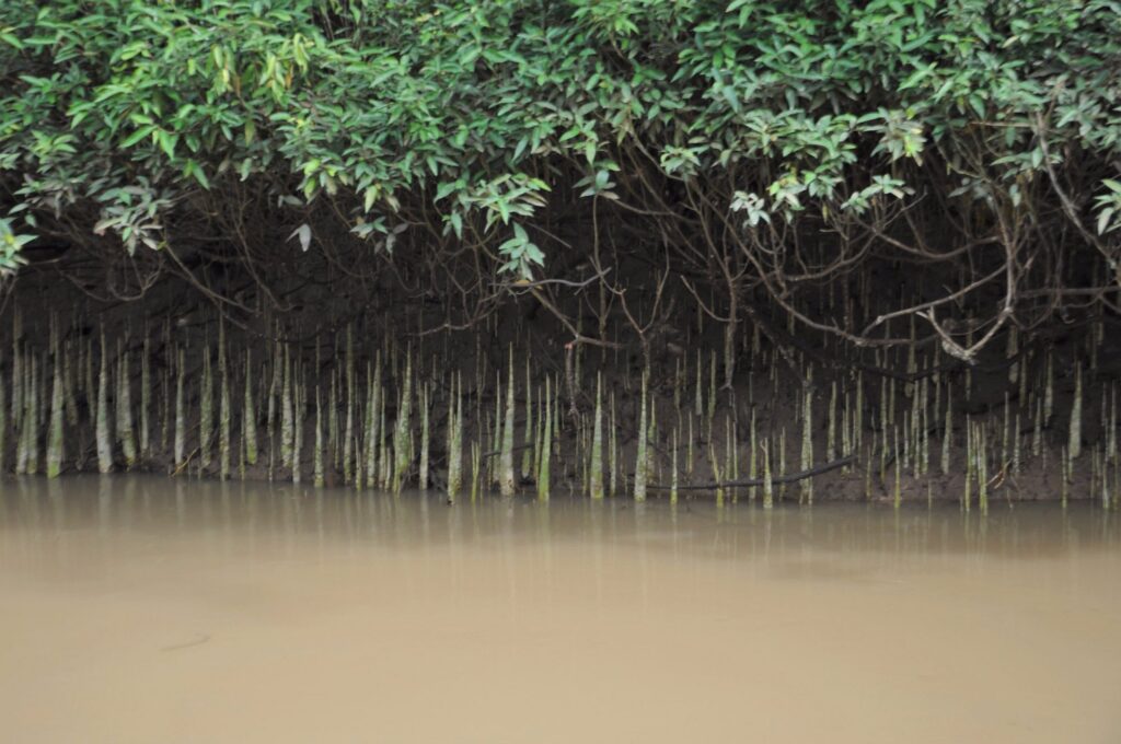 Mangroves at Bhitarkanika National Park