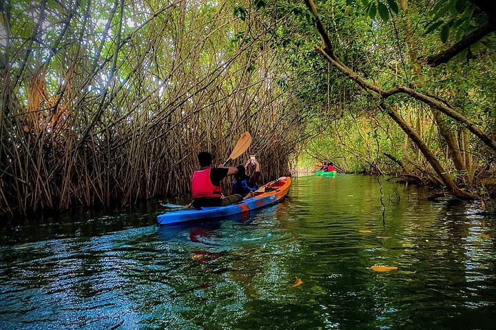 Kayaking in Varkala amongst mangroves