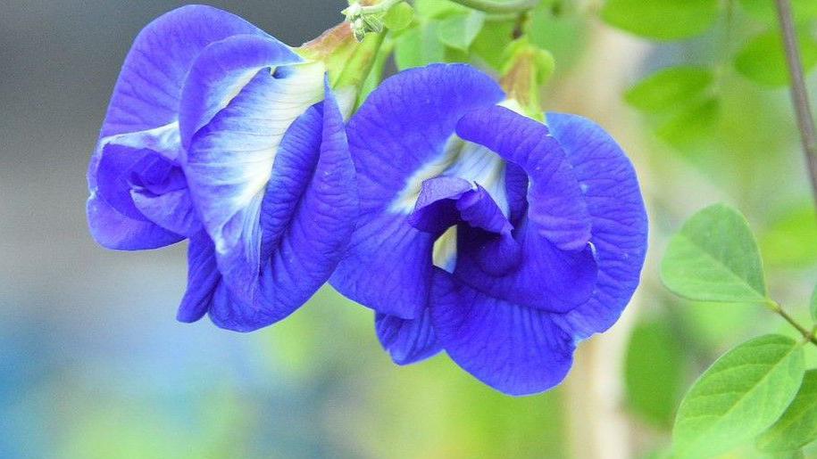 Butterfly pea - the flower