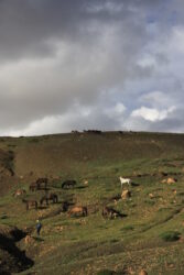Horses near Langza, Spiti Valley