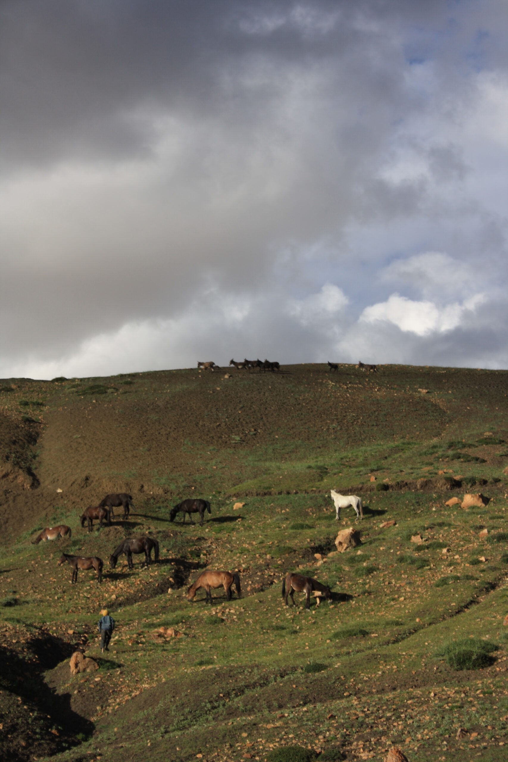 Horses near Langza, Spiti Valley