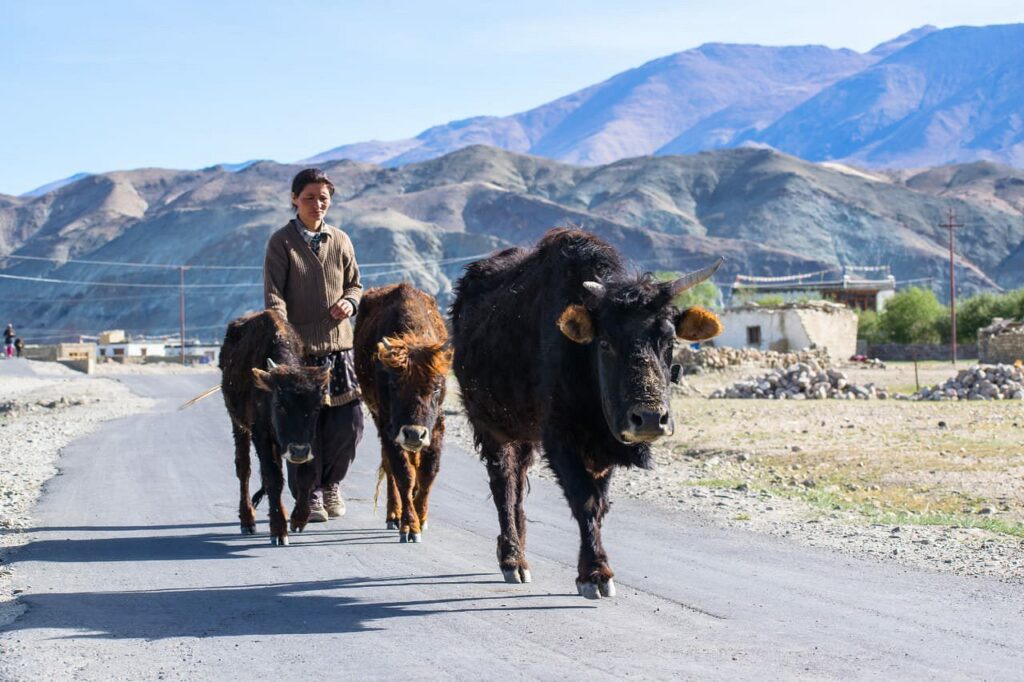 Hanle is an offbeat destination in Ladakh known for its peaceful tribe and wonderful landscape